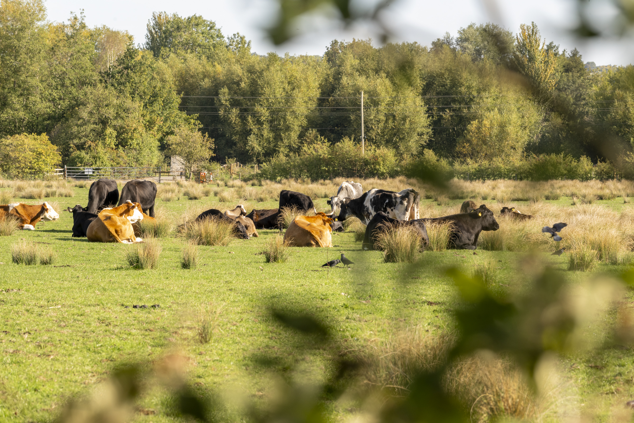 Cows in fields surrounding Cherry Bird